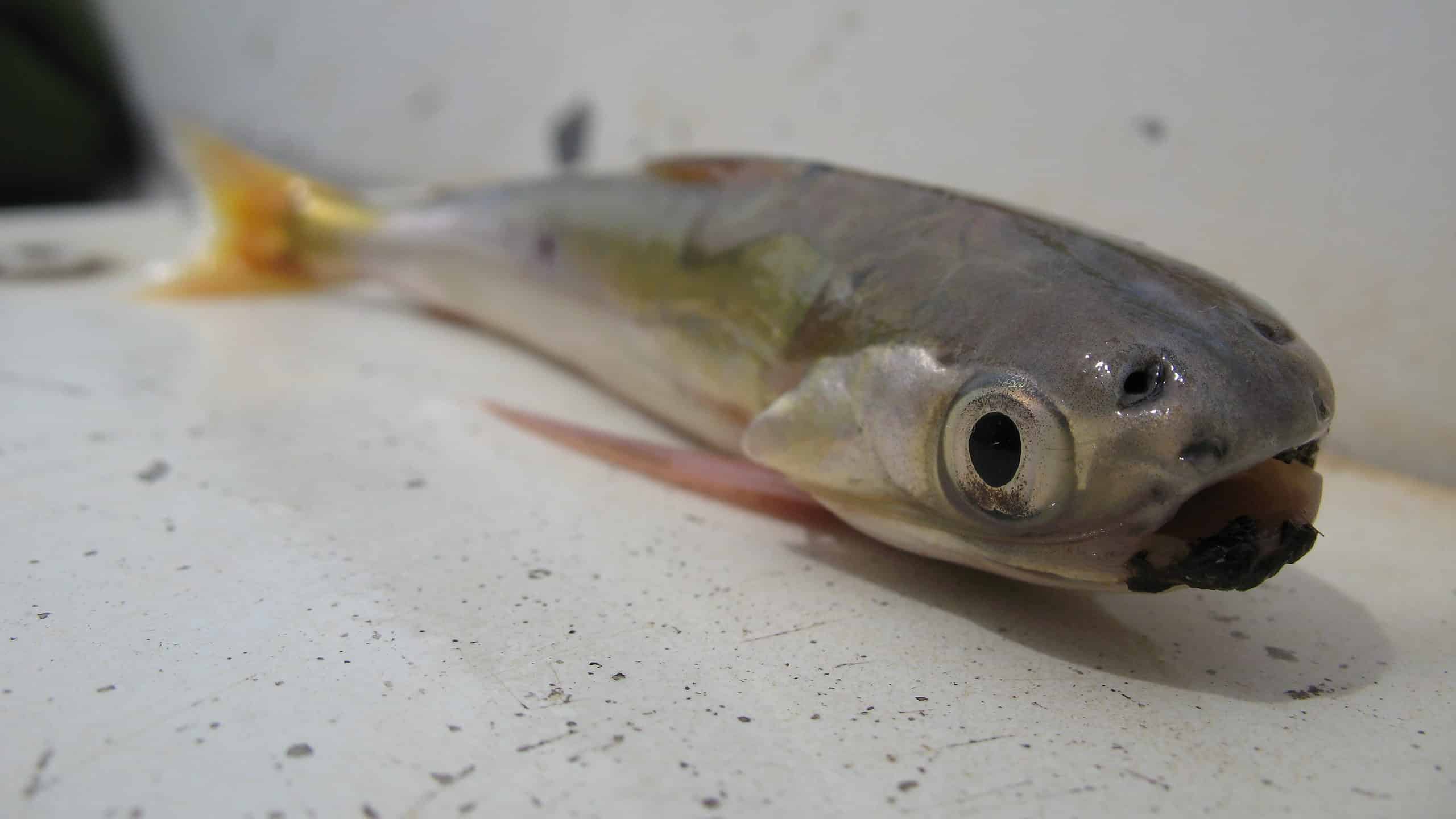 Pesci mortali: i 10 pesci più mortali del mondo