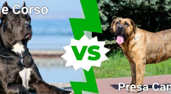 Cane Corso contro Presa Canario