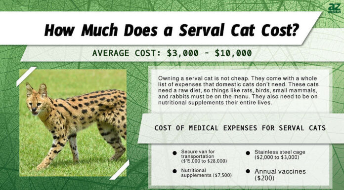 Infografica di quanto costa un gatto serval