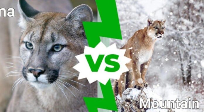 puma contro leone di montagna