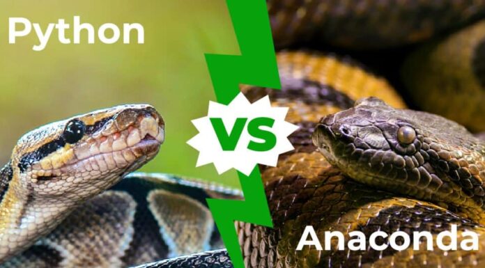 pitone contro anaconda