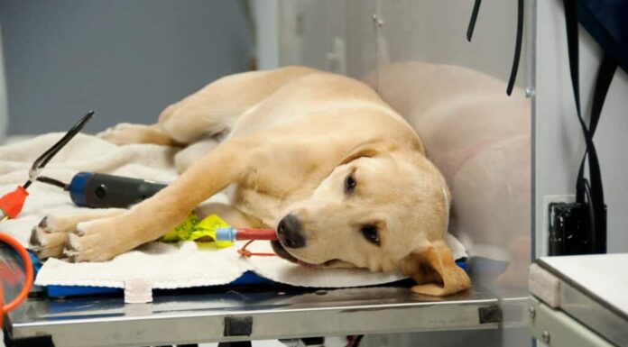 sterilizzare un cane su Petsmart