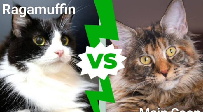 Ragamuffin contro Maine Coon
