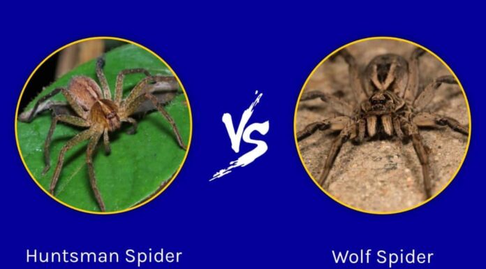 Ragno cacciatore contro ragno lupo: quali sono le 6 differenze principali?
