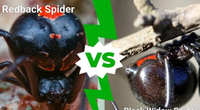 ragno dal dorso rosso contro ragno vedova nera