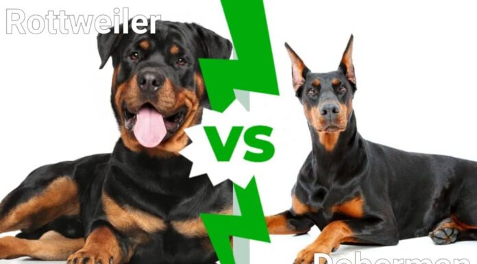 Rottweiler contro Dobermann