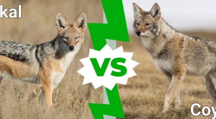 Sciacallo contro Coyote