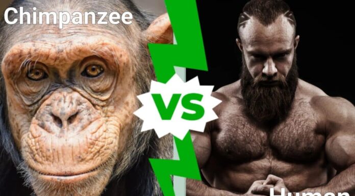 Scimpanzé contro uomo: chi vincerebbe in uno scontro?
