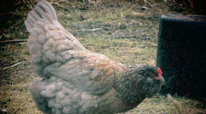 Scopri 12 incredibili razze di polli blu
