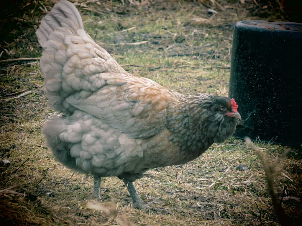 Scopri 12 incredibili razze di polli blu