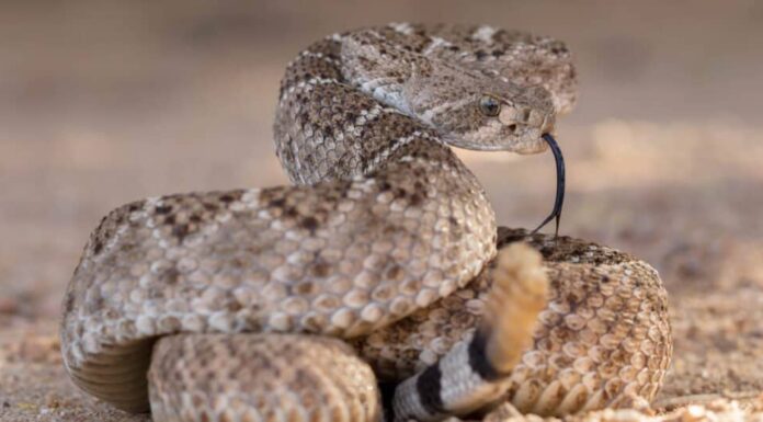 Crotalo diamantino occidentale (Crotalus atrox)