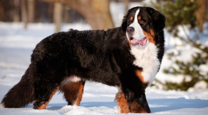 Le razze di cani più grandi_Bovaro bernese