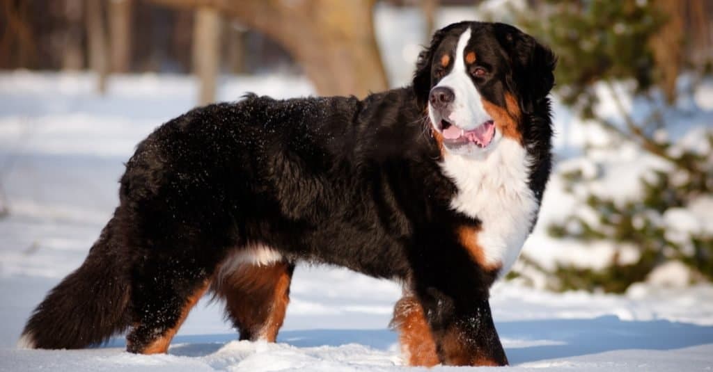 Le razze di cani più grandi_Bovaro bernese