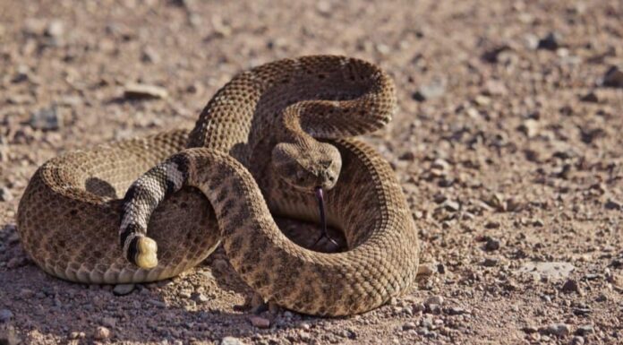 Scopri i 7 tipi di serpenti a sonagli nello Utah

