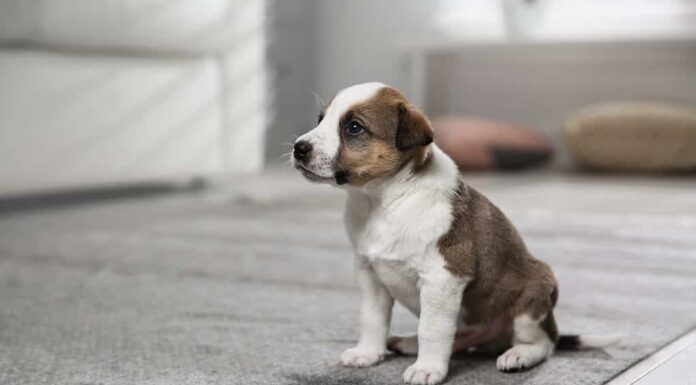 Cucciolo vicino al punto bagnato - Cane che fa pipì in casa