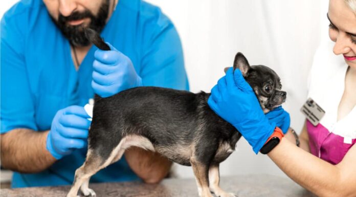un cane che perde sangue dopo aver fatto la cacca potrebbe aver bisogno di spremere la ghiandola anale