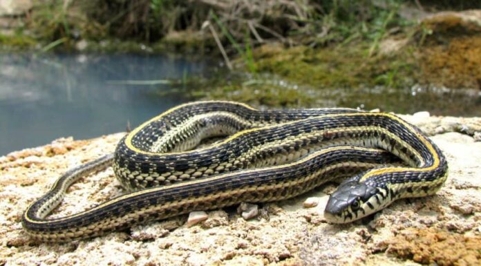 Serpente nero con striscia gialla: cosa potrebbe essere?
