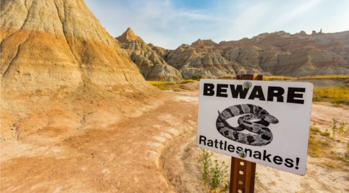 Serpenti a sonagli durante le escursioni - Segno del serpente a sonagli 