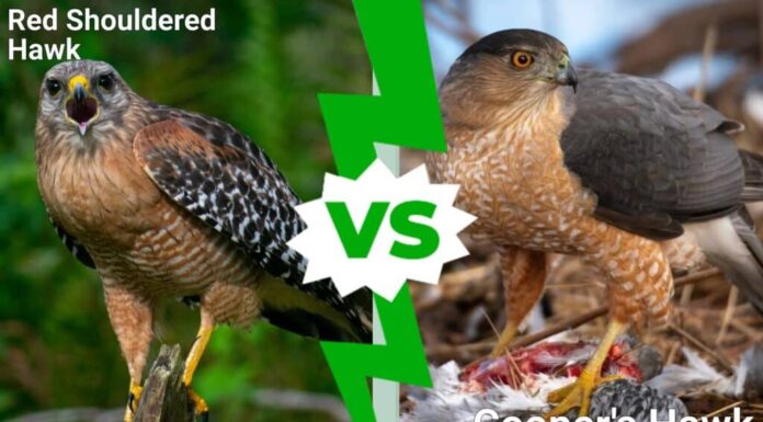 poiana spallerosse contro poiana di Cooper