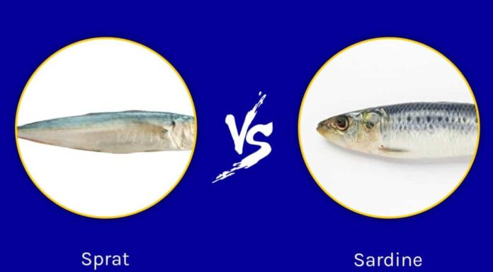 Spratti e sardine: quali sono le differenze?

