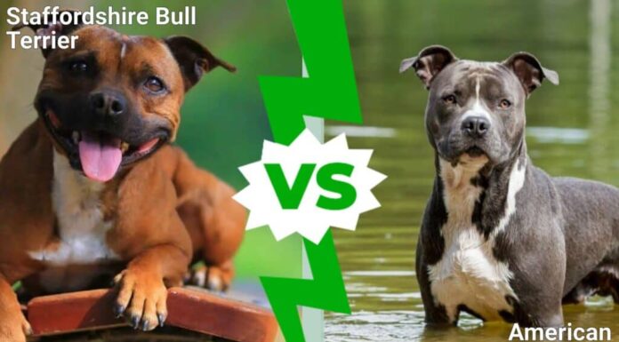 Staffordshire Bull Terrier contro American Staffordshire Terrier
