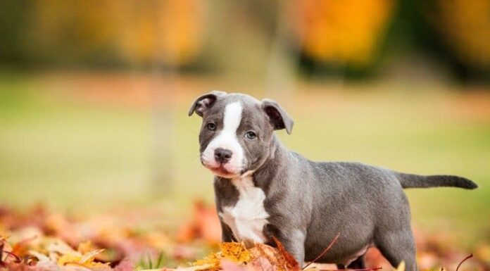 Cucciolo di Staffordshire bull terrier tra le foglie