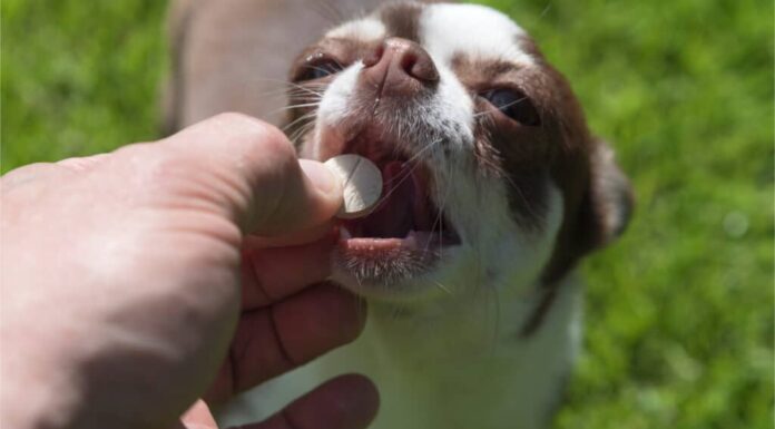 Mano che dà una pillola al chihuahua