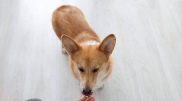 penicillina per cani