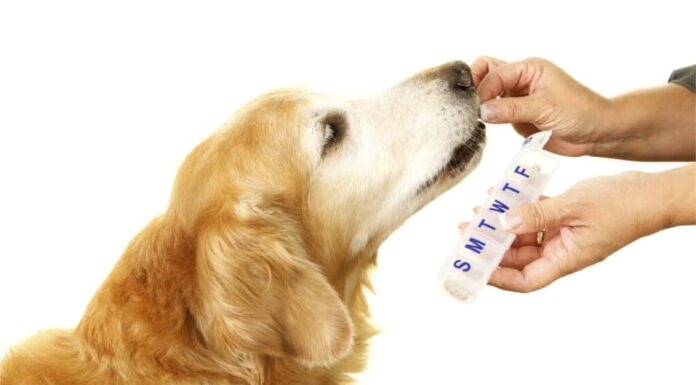 Golden retriever che prende farmaci o vitamine dalle mani del proprietario, con una mano che tiene un portapillole settimanale