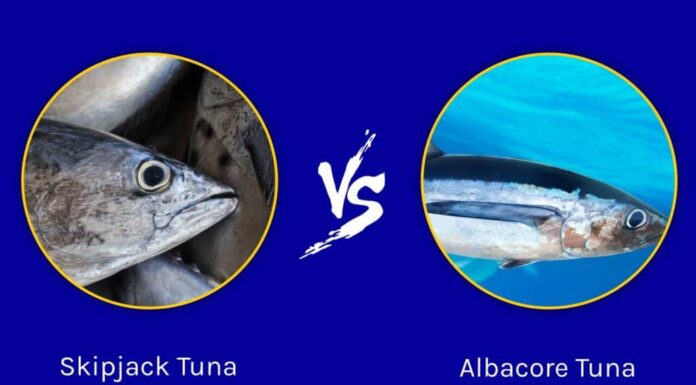 Tonno striato contro tonno bianco