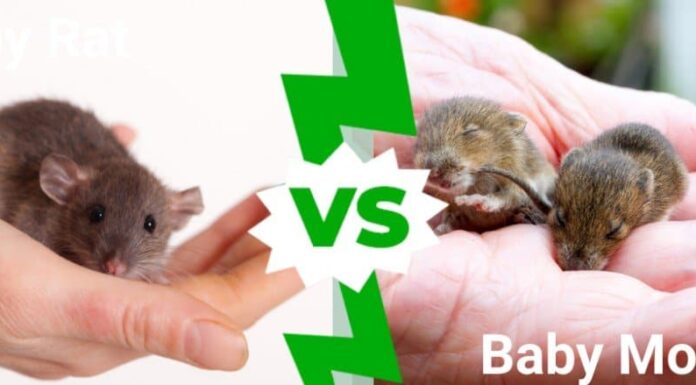 Topolino e ratto: qual è la differenza?
