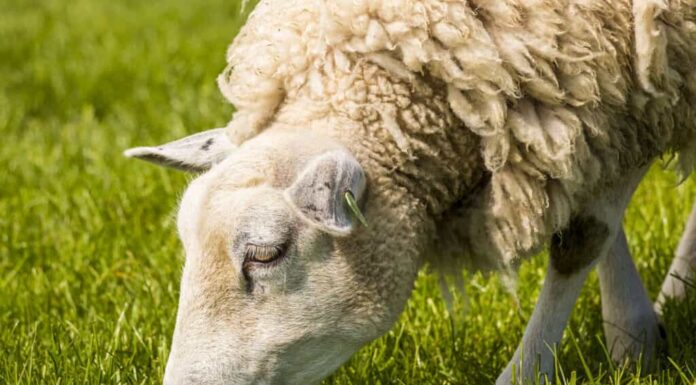 Pecora, Mangiare, Pascolare, Erba, Pecora