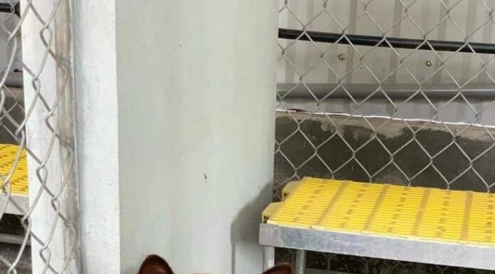 Il cane bobtail Hmong vive tra i 15 e i 20 anni.