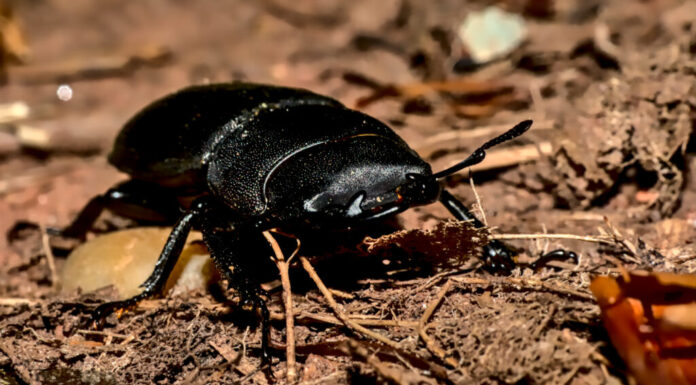Coleottero antilope-cervo sul suolo della foresta.