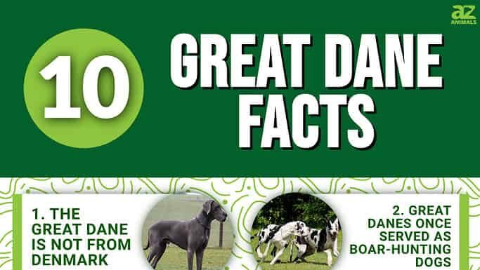 10 incredibili fatti sull'Alano
