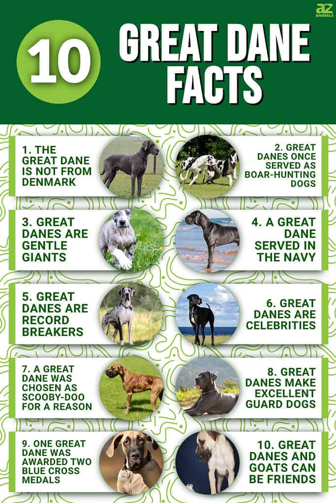 10 incredibili fatti sull'Alano