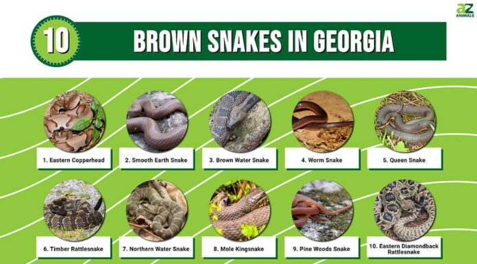 10 serpenti marroni in Georgia
