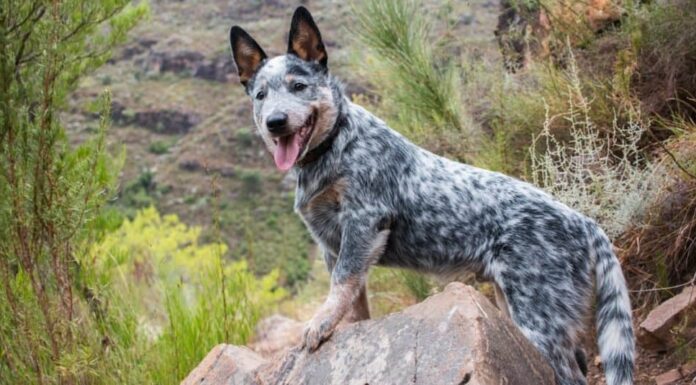 Cane più vecchio: Bluey