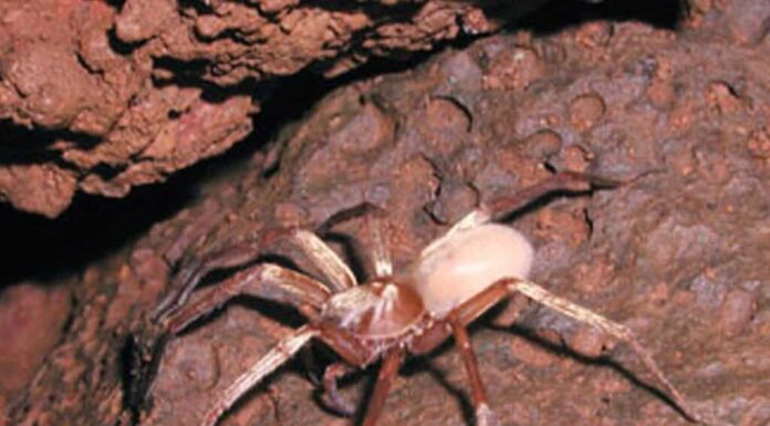 Ragno lupo delle caverne di Kauai