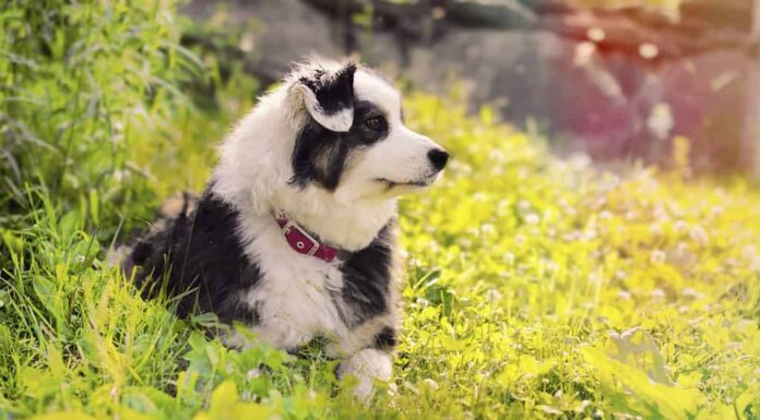 Uno dei colori più rari è il pastore australiano bianco e nero.