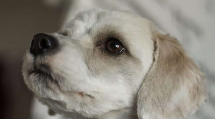 Cane Malteagle isolato