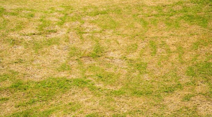 Erba morta sullo sfondo della natura. Una macchia è causata dalla distruzione del fungo. La foglia di erba Rhizoctonia Solani cambia da verde a marrone morto in un cerchio sfondo texture prato erba morta secca.
