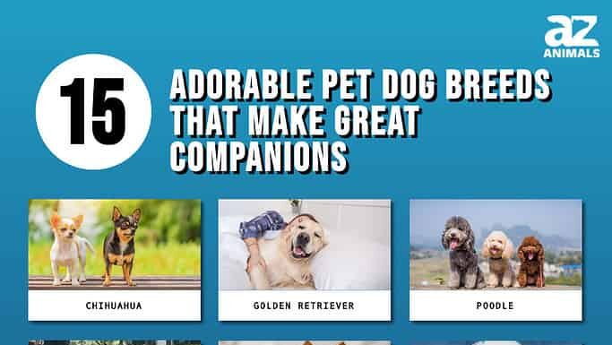 15 adorabili razze di cani domestici che sono ottimi compagni
