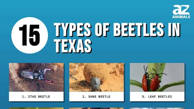 15 tipi di coleotteri in Texas

