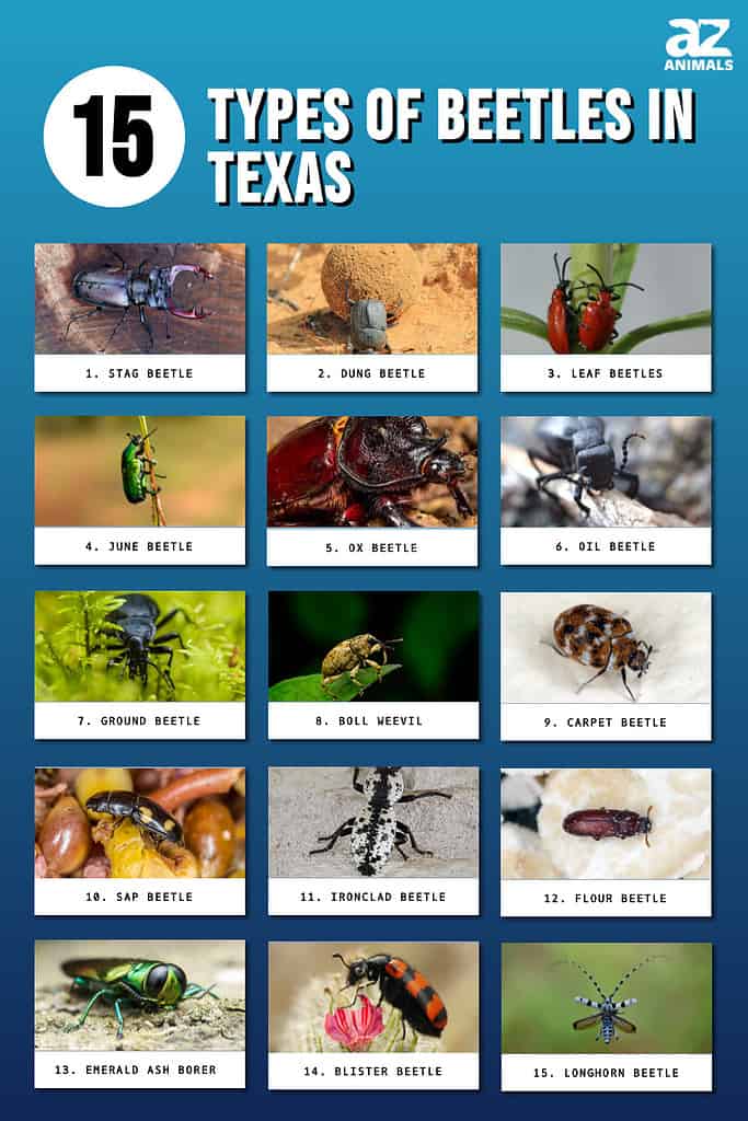 15 tipi di coleotteri in Texas