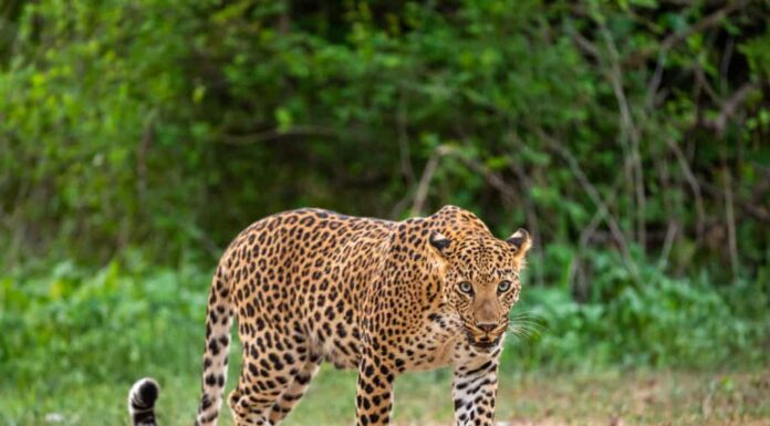 Leopardo indiano maschio che cammina attraverso una foresta