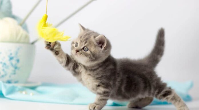 giocattolo per gatti telecomandato