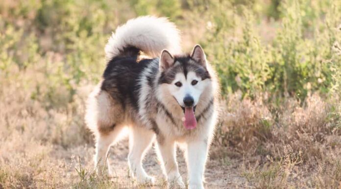 Alaskan Malamute grigio chiaro e bianco