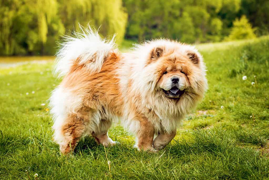 Cane chow-chow