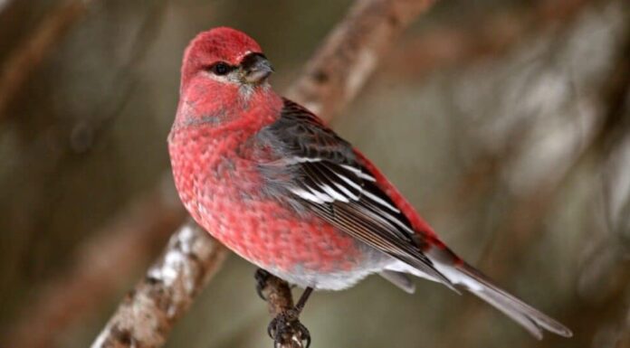 crociere rosso appollaiato, guardando indietro